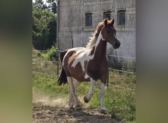 Weitere Warmblüter, Stute, 11 Jahre, 160 cm