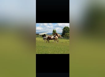 Weitere Warmblüter, Stute, 11 Jahre, 160 cm