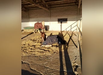 Weitere Warmblüter, Stute, 11 Jahre, 160 cm