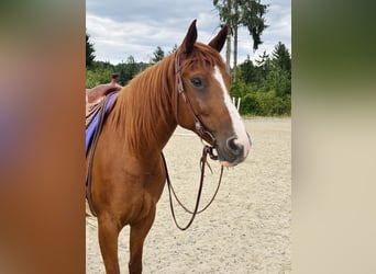 Weitere Warmblüter Mix, Stute, 11 Jahre, 160 cm, Fuchs