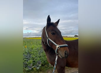 Weitere Warmblüter Mix, Stute, 11 Jahre, 162 cm, Brauner