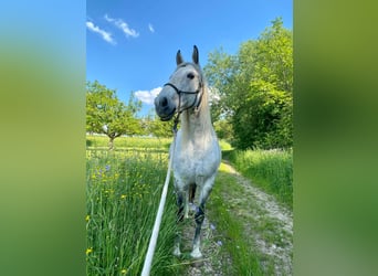 Weitere Warmblüter, Stute, 11 Jahre, 162 cm, Schimmel