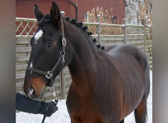 Weitere Warmblüter, Stute, 11 Jahre, 163 cm, Brauner