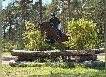 Weitere Warmblüter, Stute, 11 Jahre, 163 cm, Brauner