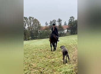 Weitere Warmblüter, Stute, 11 Jahre, 163 cm, Dunkelbrauner