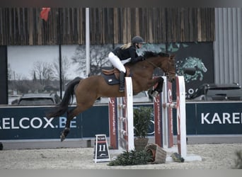 Weitere Warmblüter, Stute, 11 Jahre, 163 cm, Hellbrauner