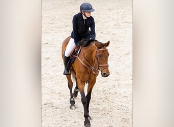 Weitere Warmblüter, Stute, 11 Jahre, 163 cm, Hellbrauner