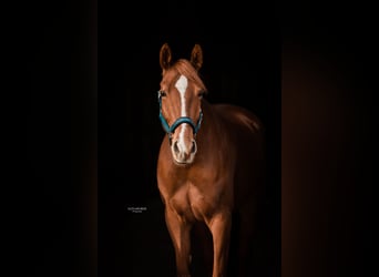 Weitere Warmblüter Mix, Stute, 11 Jahre, 166 cm, Fuchs