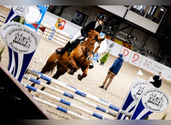 Weitere Warmblüter, Stute, 11 Jahre, 167 cm, Fuchs