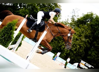 Weitere Warmblüter, Stute, 11 Jahre, 167 cm, Fuchs