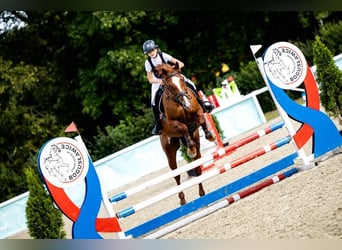 Weitere Warmblüter, Stute, 11 Jahre, 167 cm, Fuchs