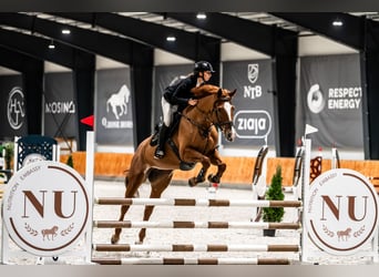 Weitere Warmblüter, Stute, 11 Jahre, 167 cm, Fuchs