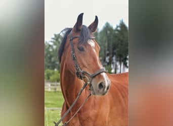 Weitere Warmblüter, Stute, 11 Jahre, 168 cm, Brauner