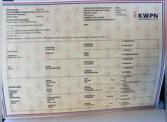 Weitere Warmblüter, Stute, 11 Jahre, 168 cm, Rotbrauner