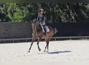 Weitere Warmblüter, Stute, 11 Jahre, 168 cm, Rotbrauner