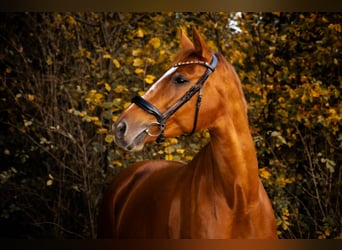 Weitere Warmblüter, Stute, 11 Jahre, 170 cm, Fuchs