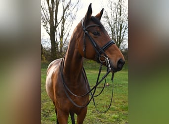 Weitere Warmblüter, Stute, 11 Jahre, 173 cm, Brauner