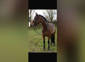 Weitere Warmblüter, Stute, 11 Jahre, 173 cm, Brauner