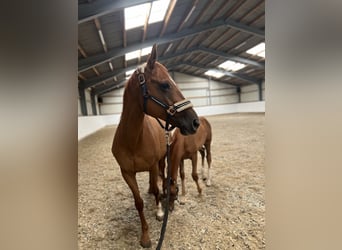 Weitere Warmblüter, Stute, 11 Jahre, Fuchs
