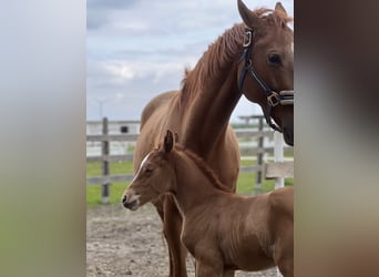 Weitere Warmblüter, Stute, 11 Jahre, Fuchs