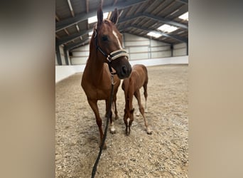 Weitere Warmblüter, Stute, 11 Jahre, Fuchs