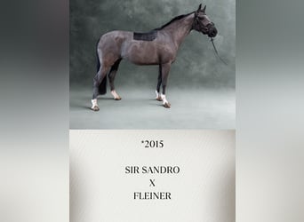 Weitere Warmblüter, Stute, 11 Jahre, Rappe