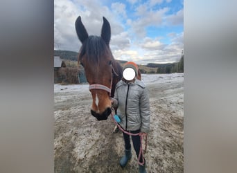 Weitere Warmblüter, Stute, 12 Jahre, 148 cm, Brauner Weitere Warmblüter, Stute, 12 Jahre, 148 cm, Brauner
