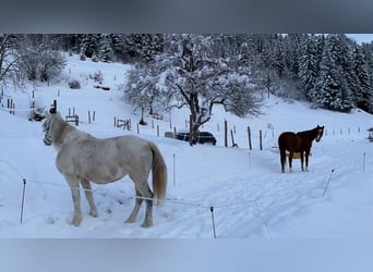 Weitere Warmblüter, Stute, 12 Jahre, 148 cm, Schimmel