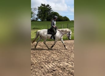 Weitere Warmblüter, Stute, 12 Jahre, 153 cm, Schimmel