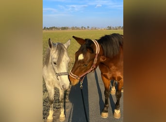 Weitere Warmblüter Mix, Stute, 12 Jahre, 155 cm, Brauner