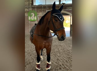 Weitere Warmblüter Mix, Stute, 12 Jahre, 155 cm, Brauner