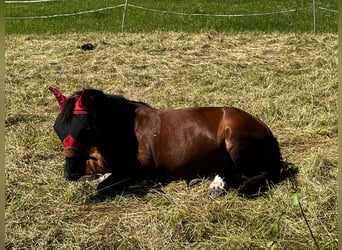 Weitere Warmblüter Mix, Stute, 12 Jahre, 155 cm, Brauner
