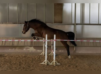 Weitere Warmblüter Mix, Stute, 12 Jahre, 155 cm, Brauner
