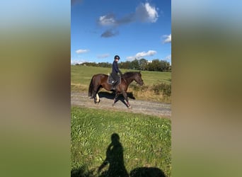 Weitere Warmblüter Mix, Stute, 12 Jahre, 155 cm, Brauner