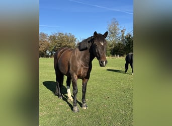 Weitere Warmblüter Mix, Stute, 12 Jahre, 155 cm, Brauner