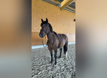 Weitere Warmblüter Mix, Stute, 12 Jahre, 155 cm, Brauner