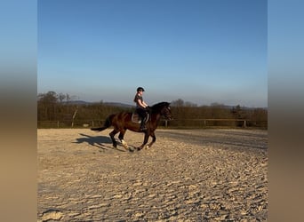 Weitere Warmblüter Mix, Stute, 12 Jahre, 155 cm, Brauner
