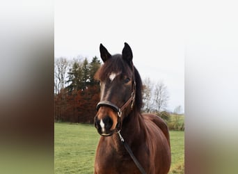 Weitere Warmblüter Mix, Stute, 12 Jahre, 155 cm, Brauner