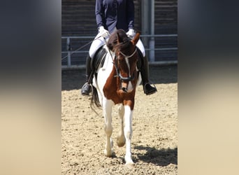 Weitere Warmblüter, Stute, 12 Jahre, 155 cm, Schecke