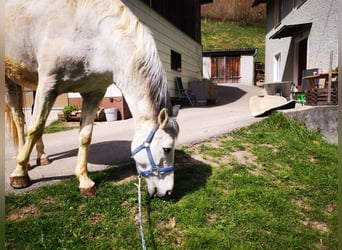 Weitere Warmblüter Mix, Stute, 12 Jahre, 155 cm, Schecke