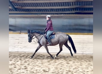 Weitere Warmblüter, Stute, 12 Jahre, 158 cm, Rappe