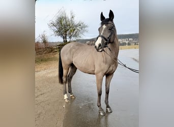 Weitere Warmblüter, Stute, 12 Jahre, 158 cm, Rappe