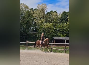Weitere Warmblüter, Stute, 12 Jahre, 160 cm