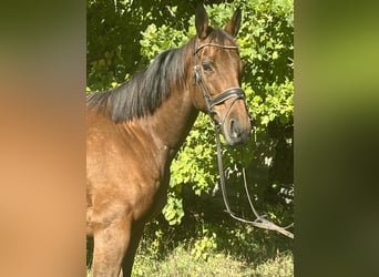 Weitere Warmblüter, Stute, 12 Jahre, 162 cm, Brauner