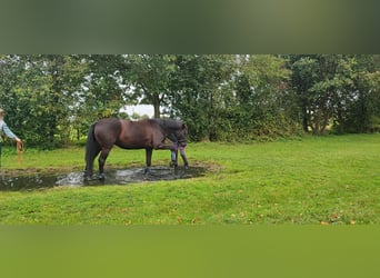 Weitere Warmblüter, Stute, 12 Jahre, 163 cm