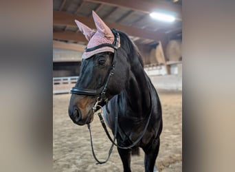Weitere Warmblüter, Stute, 12 Jahre, 163 cm, Dunkelbrauner
