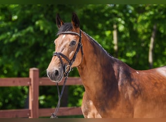 Weitere Warmblüter, Stute, 12 Jahre, 163 cm, Dunkelbrauner