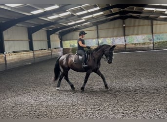 Weitere Warmblüter, Stute, 12 Jahre, 163 cm, Rappe