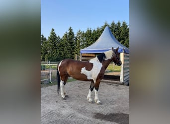 Weitere Warmblüter Mix, Stute, 12 Jahre, 163 cm, Schecke