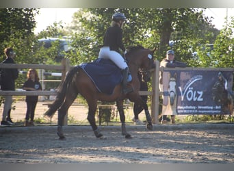 Weitere Warmblüter, Stute, 12 Jahre, 165 cm, Brauner